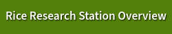 Rice Research Station Overview home page.